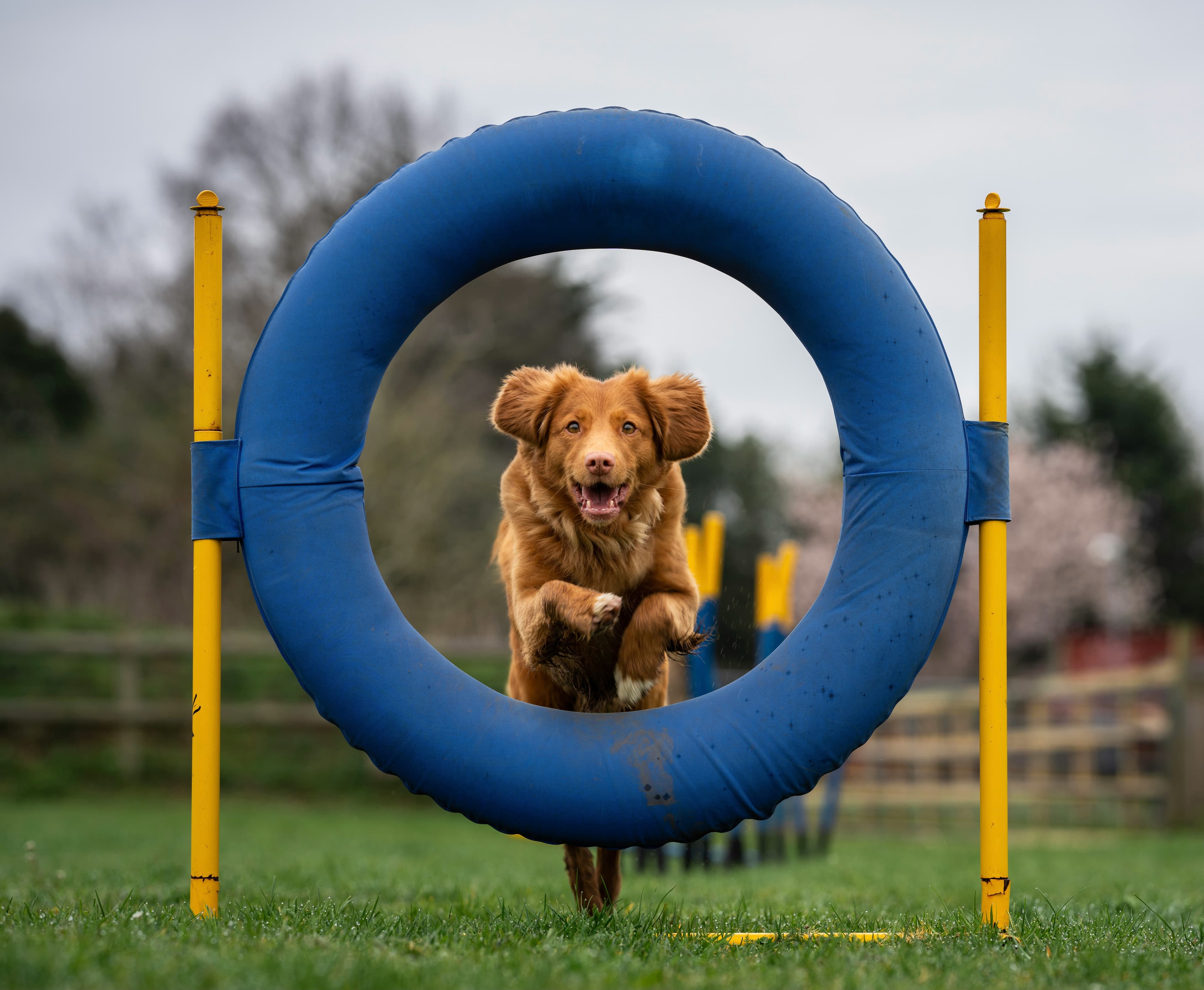 Training & Enrichment
